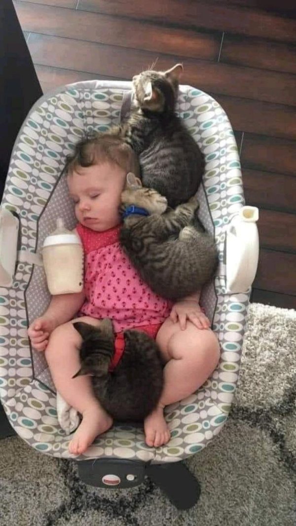 кошка нянька