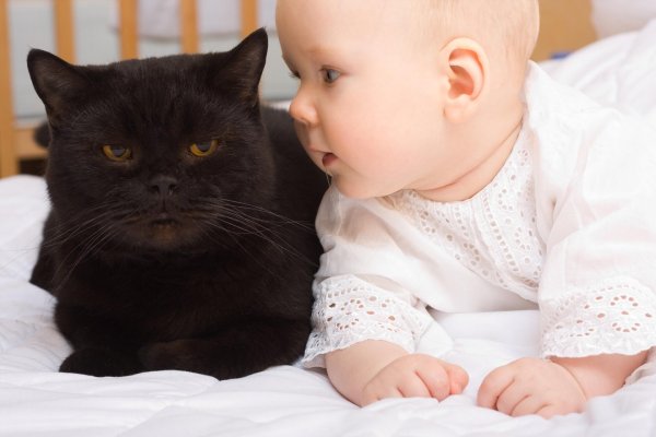 Коты и дети