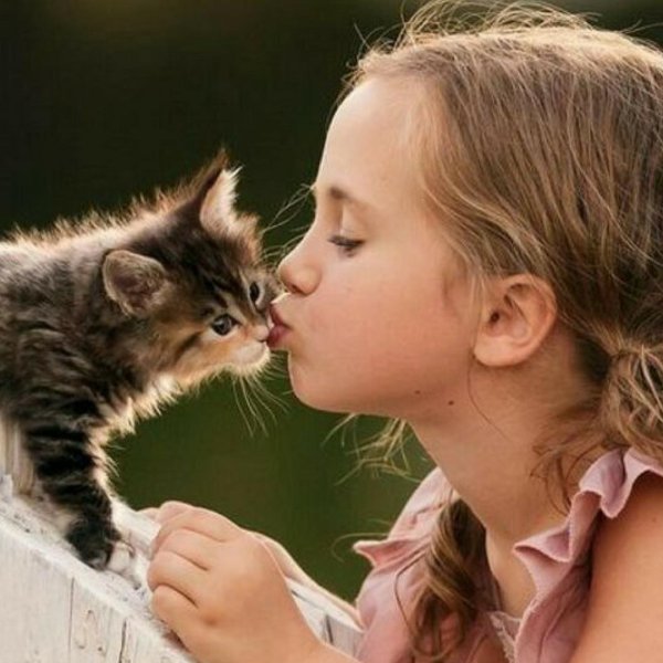 милые котенок