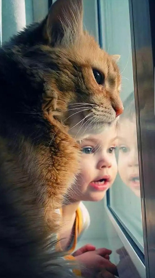 котик смотрит в окно