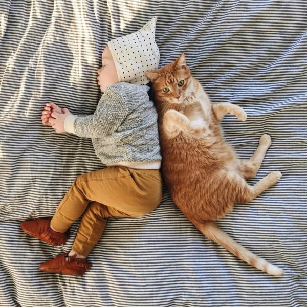 кошачий сон