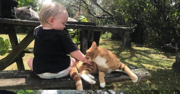 котики забавные