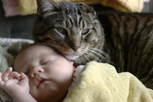 милые котики