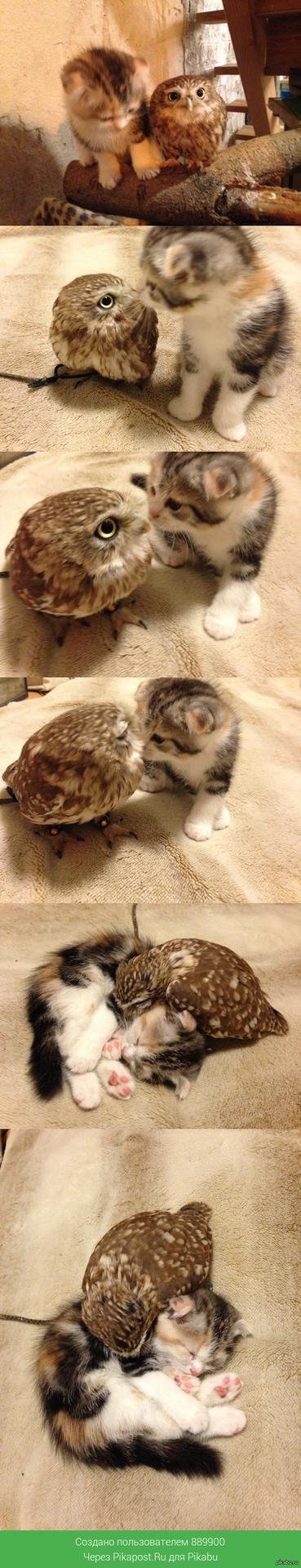 животное милое