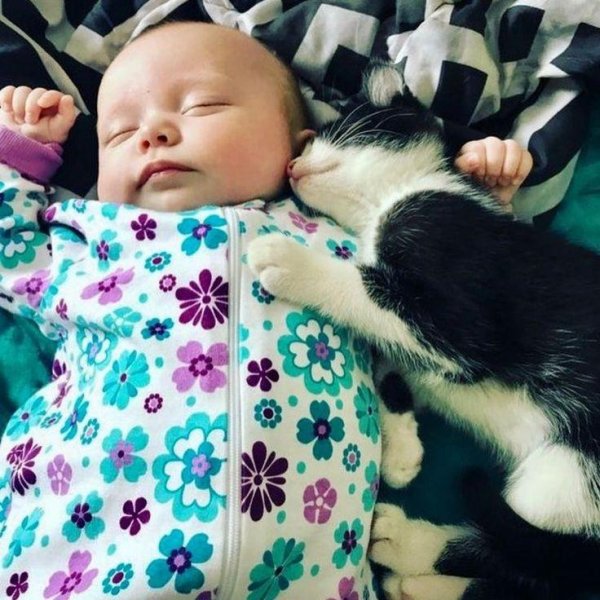 кошачий сон