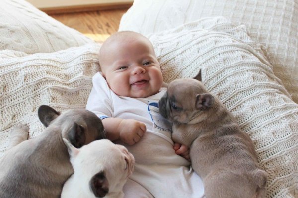 щенки французский бульдог