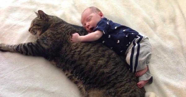 огромная кошка