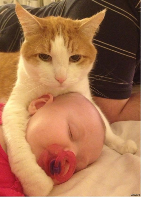 приколы про кошачьи яйца