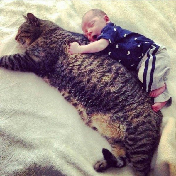 огромная кошка