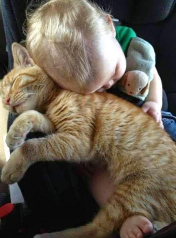 кошачий сон