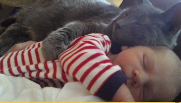 кошачий сон