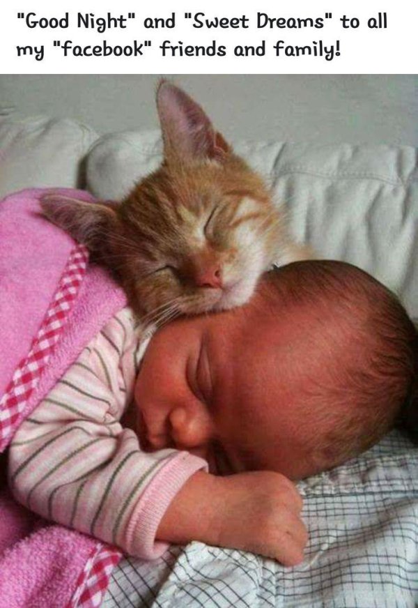 рыжие котята