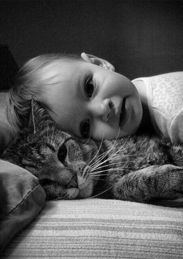 котенок красивый