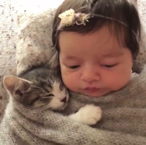 очаровательные котята