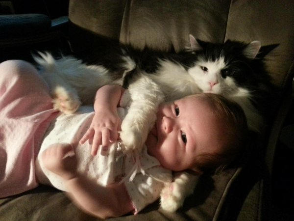 funny baby cats