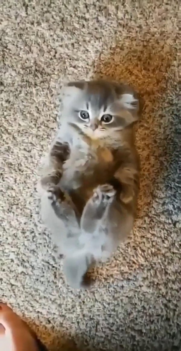 очаровательные котята