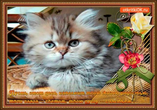 Живые с котом