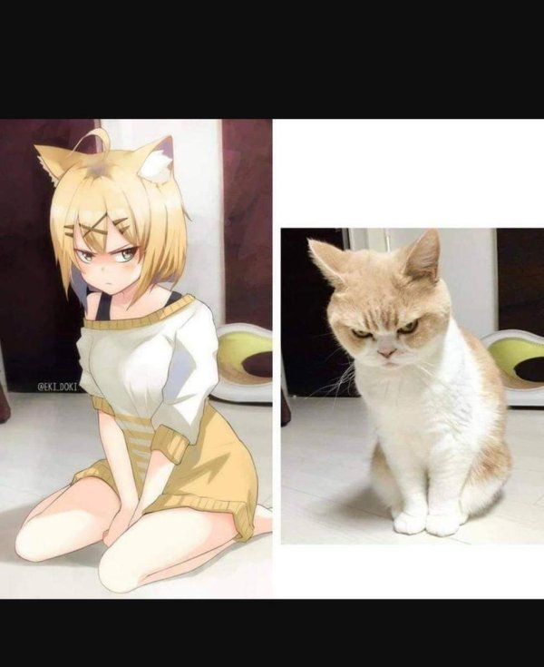 Котиков с аниме