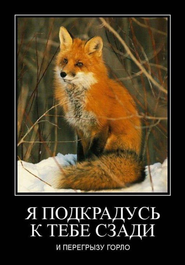 лисица обыкновенная