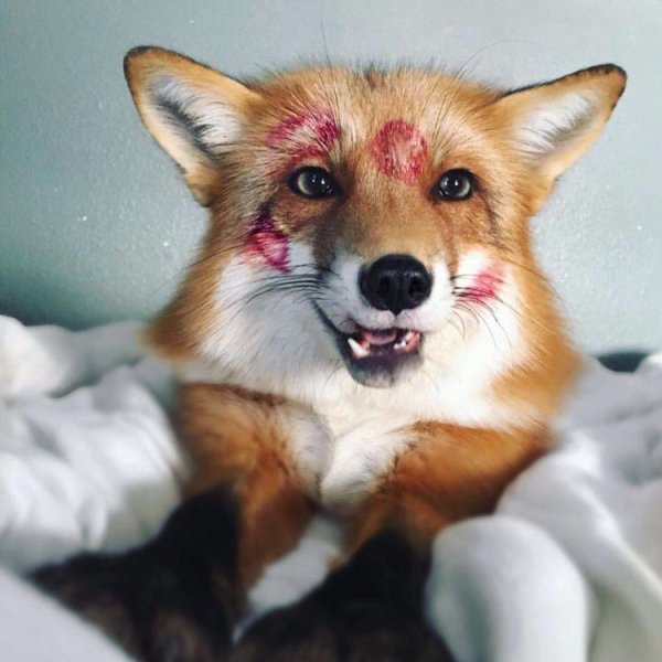 домашние лисы