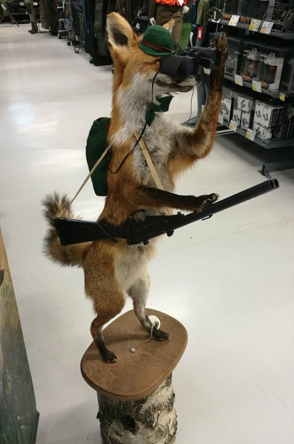 прикольный лис