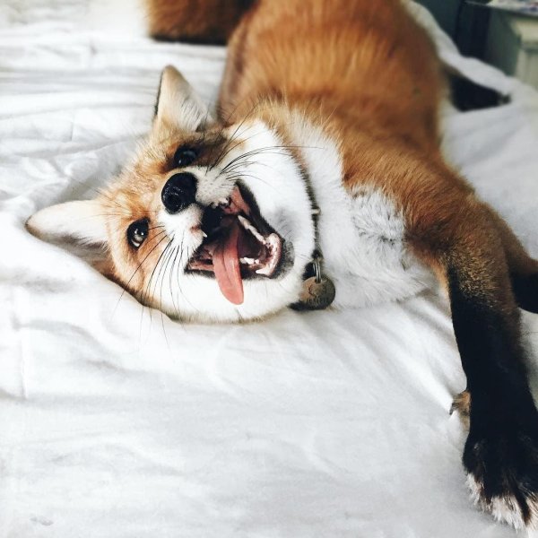 домашние лисы