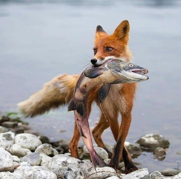 лиса ест рыбу