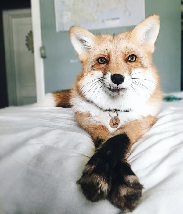 домашние лисы