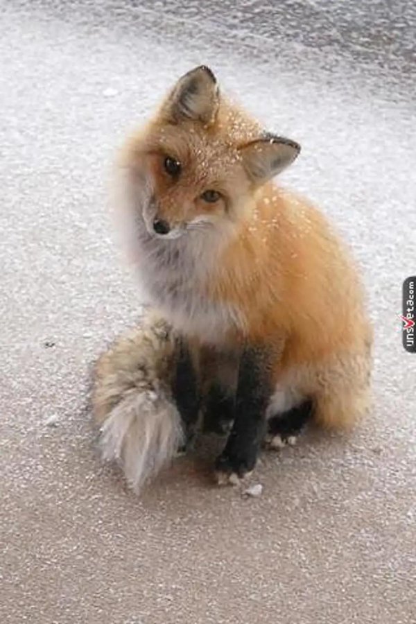 обыкновенная лисица