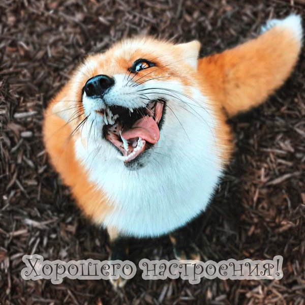 довольная лиса