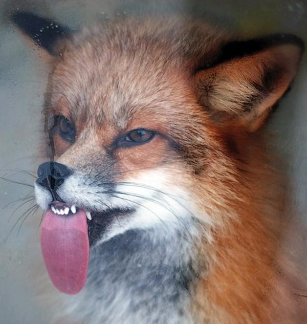 лиса показывает язык