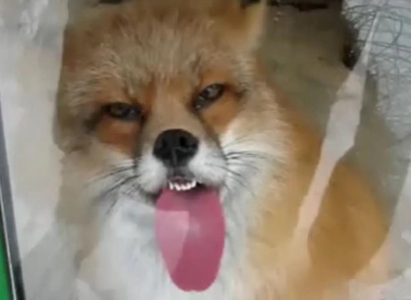 лиса бешенство