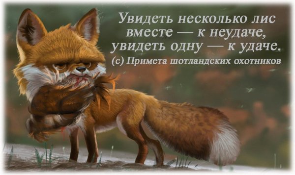 смешной лис