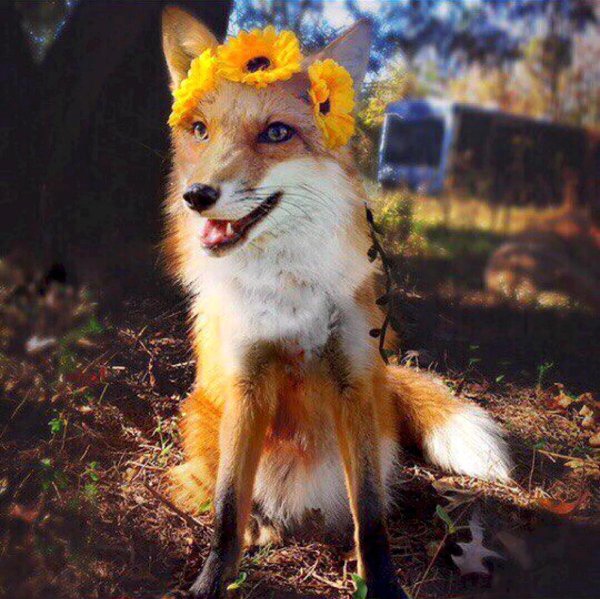 лисичка животное