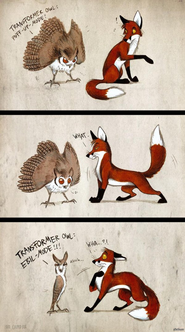 лисы и совы