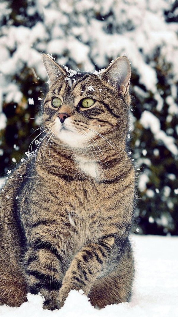 Зима и котята