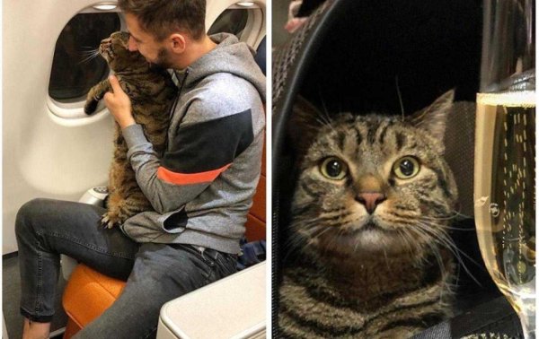 Котов в самолете