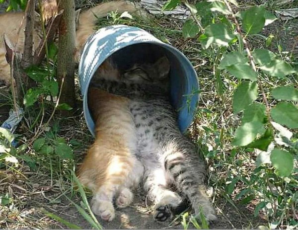 Кот и лето