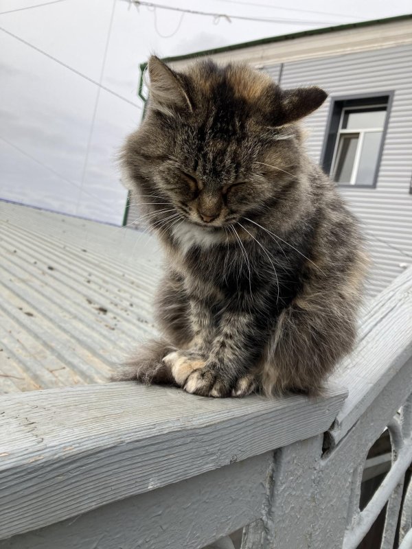 Котик не грусти