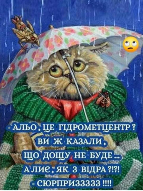 котик с зонтиком