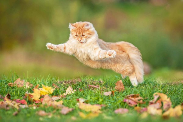 Котик бежит домой