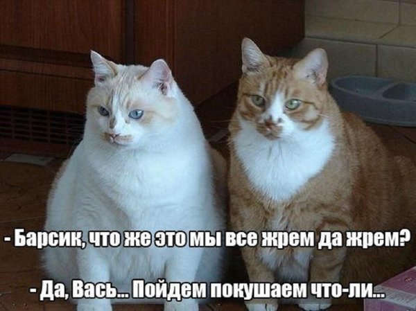 С котами до слез