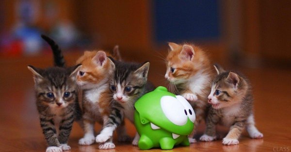 про котят