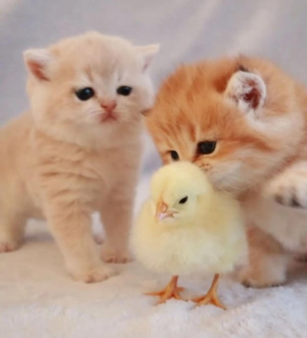 цыпленок милый