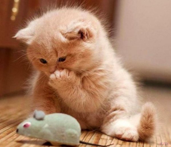 котики милые смешные