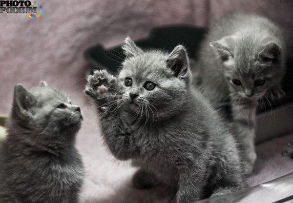 Котят и котят для детей