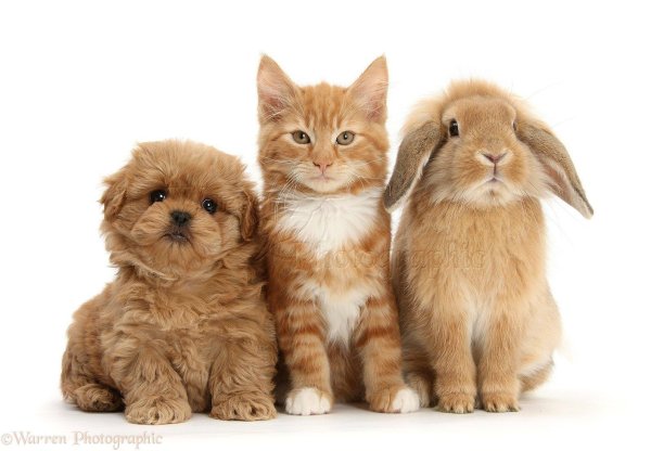 30 ноября день домашних животных