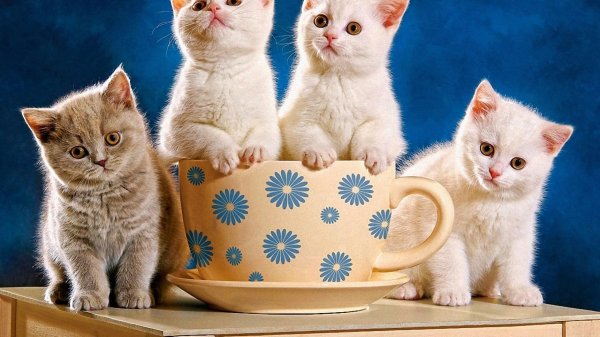 четыре котенка