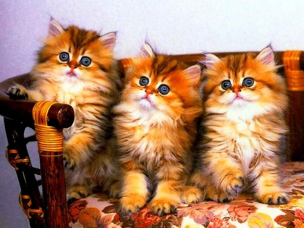 пушистые котята