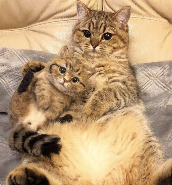 про котиков